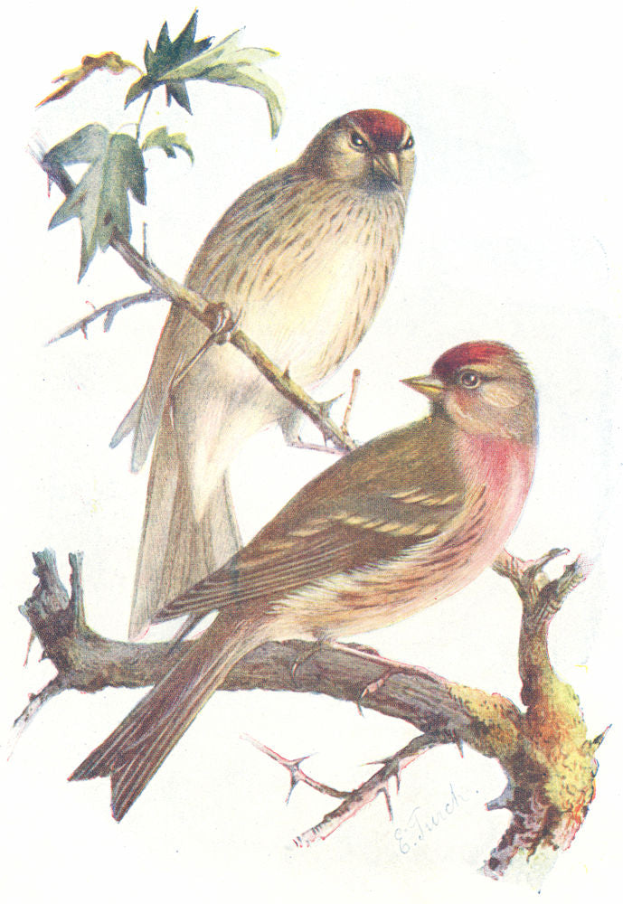 BIRDS. Redpoll. Redpolls(Male & Female)(7 8) 1901 old antique print picture